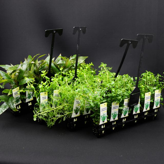 Plantenpakket B 4x6 st. Middelhoog